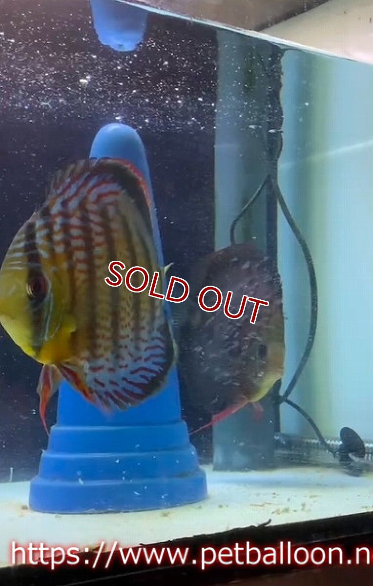 画像3: 【国産ブリード】アッパーテフェロイヤルグリーン(wild ♂)×ラーゴパラコニブラッドレッドF2(breed ♀)5匹【サンプル画像】5-6cm(生体)【籠谷氏ブリード個体) (3)