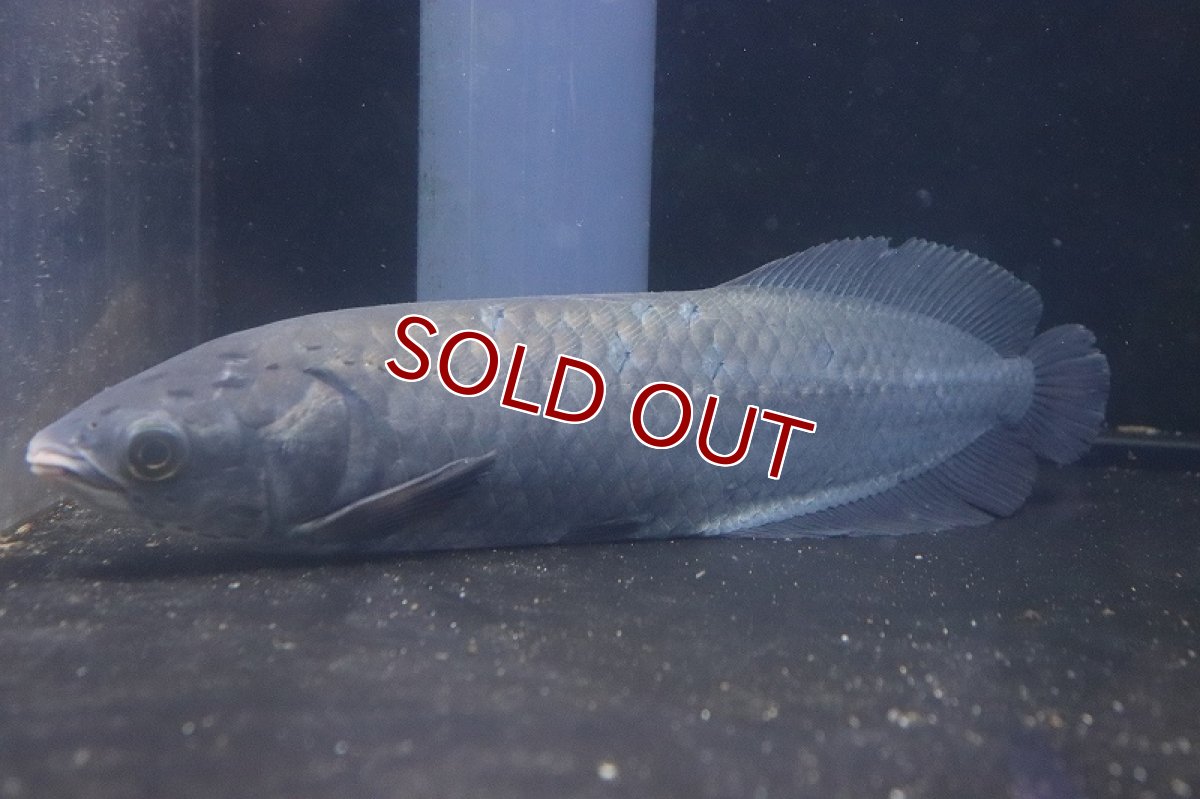画像1: 【アーリーサマーセール10%OFFクーポン番号（10）対象商品 淡水魚】【淡水魚】ビッグサイズ ヘテロティス(ナイルアロワナ) ワイルド【１匹 サンプル画像】(±27-30ｃｍ)(大型魚)(生体)(淡水)ＮＫＯ (1)