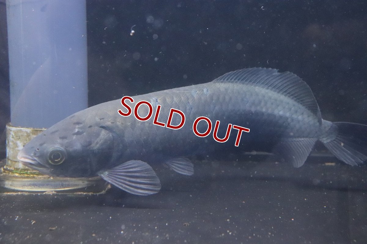 画像2: 【淡水魚】ビッグサイズ ヘテロティス(ナイルアロワナ) ワイルド【１匹 サンプル画像】(±27-30ｃｍ)(大型魚)(生体)(淡水)ＮＫＯ (2)