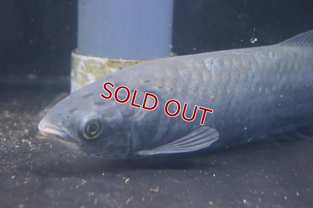 画像3: 【淡水魚】ビッグサイズ ヘテロティス(ナイルアロワナ) ワイルド【１匹 サンプル画像】(±27-30ｃｍ)(大型魚)(生体)(淡水)ＮＫＯ (3)