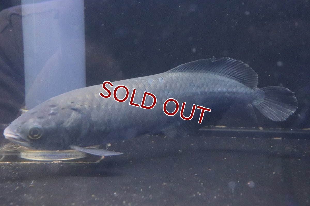 画像4: 【淡水魚】ビッグサイズ ヘテロティス(ナイルアロワナ) ワイルド【１匹 サンプル画像】(±27-30ｃｍ)(大型魚)(生体)(淡水)ＮＫＯ (4)