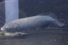 画像4: 【淡水魚】ビッグサイズ ヘテロティス(ナイルアロワナ) ワイルド【１匹 サンプル画像】(±27-30ｃｍ)(大型魚)(生体)(淡水)ＮＫＯ (4)