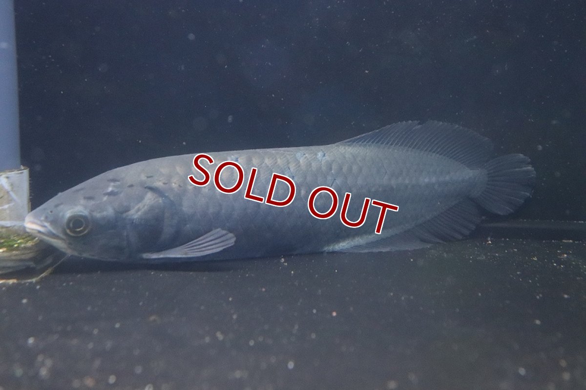 画像5: 【淡水魚】ビッグサイズ ヘテロティス(ナイルアロワナ) ワイルド【１匹 サンプル画像】(±27-30ｃｍ)(大型魚)(生体)(淡水)ＮＫＯ (5)