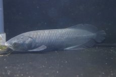 画像5: 【淡水魚】ビッグサイズ ヘテロティス(ナイルアロワナ) ワイルド【１匹 サンプル画像】(±27-30ｃｍ)(大型魚)(生体)(淡水)ＮＫＯ (5)