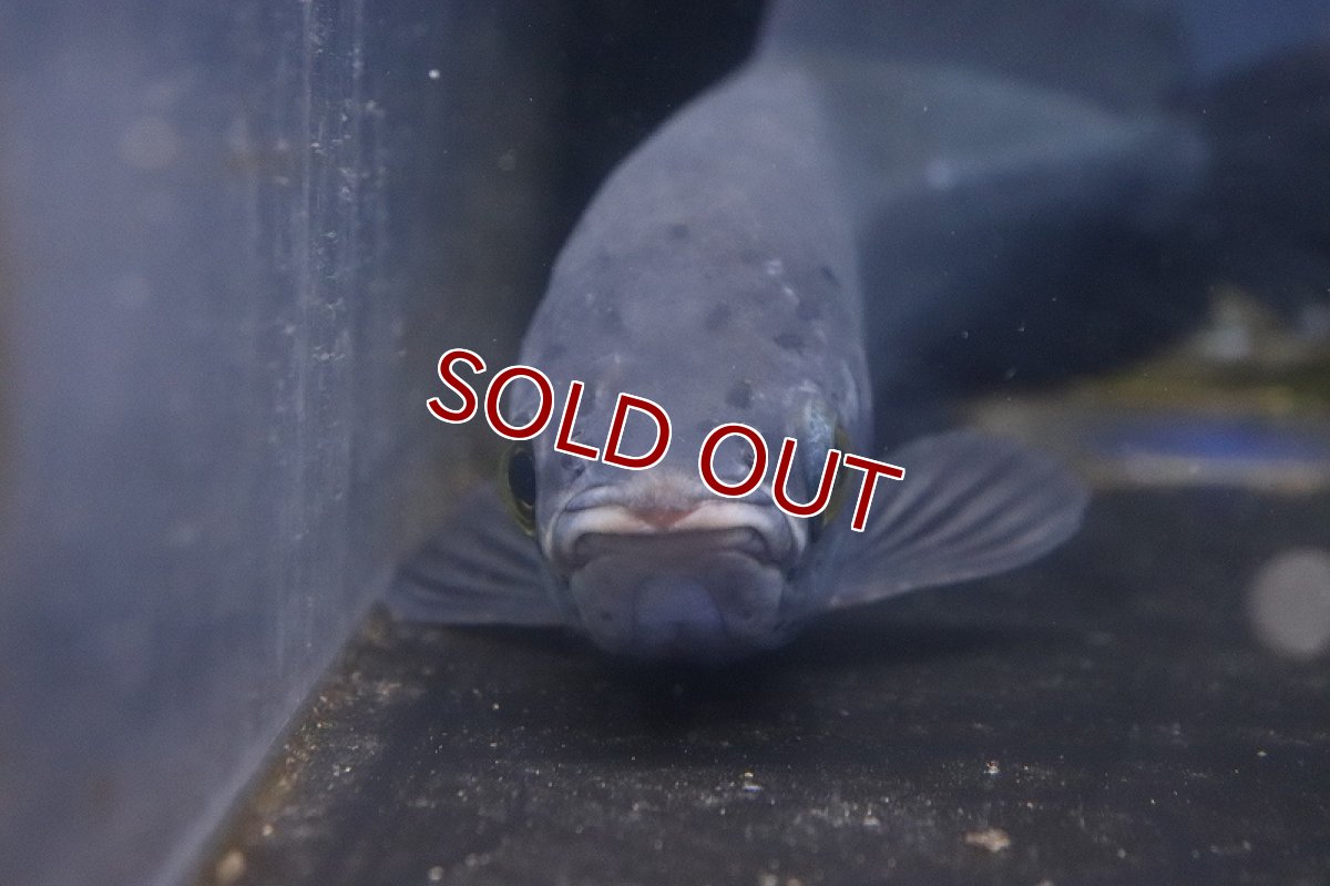 画像6: 【淡水魚】ビッグサイズ ヘテロティス(ナイルアロワナ) ワイルド【１匹 サンプル画像】(±27-30ｃｍ)(大型魚)(生体)(淡水)ＮＫＯ (6)