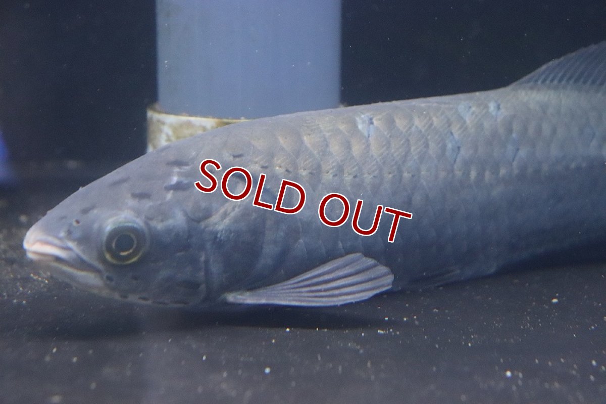 画像7: 【淡水魚】ビッグサイズ ヘテロティス(ナイルアロワナ) ワイルド【１匹 サンプル画像】(±27-30ｃｍ)(大型魚)(生体)(淡水)ＮＫＯ (7)