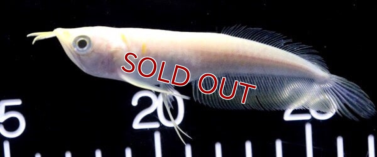 画像2: 【淡水魚】レア種 激安 プラチナ アルビノシルバーアロワナ【１匹サンプル画像】(±8-10cm)(大型魚)(生体)(熱帯魚)NKO (2)