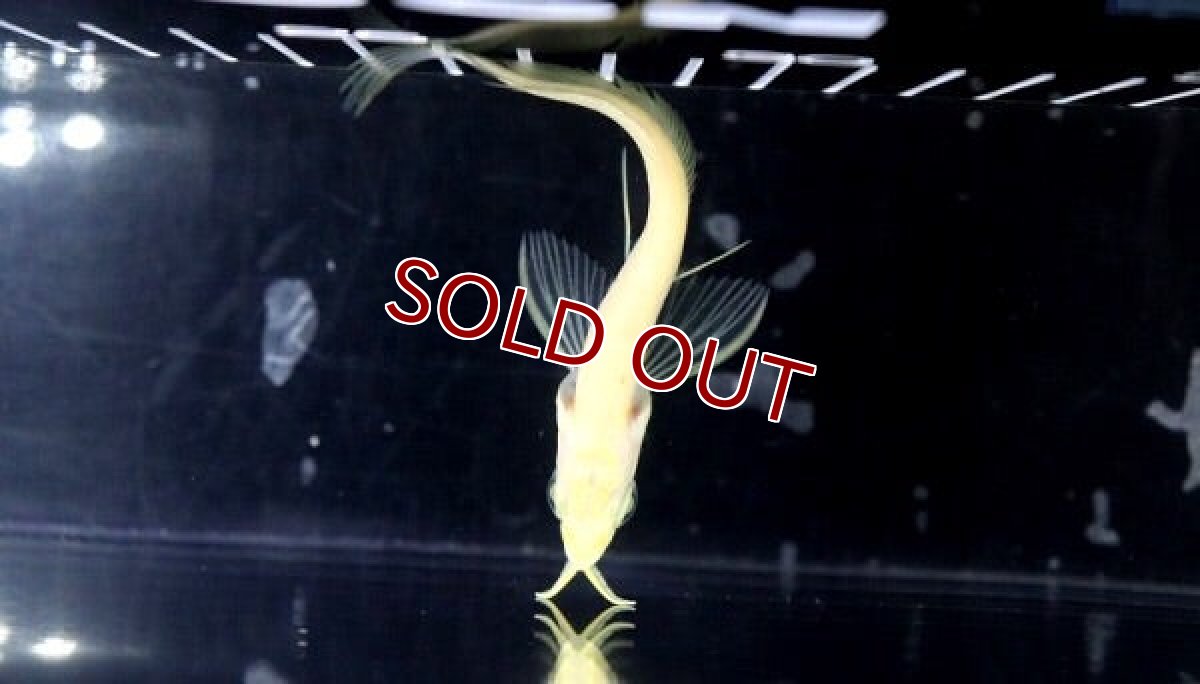 画像3: 【淡水魚】レア種 激安 プラチナ アルビノシルバーアロワナ【１匹サンプル画像】(±8-10cm)(大型魚)(生体)(熱帯魚)NKO (3)