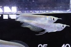 画像2: 【淡水魚】【通販】ホワイトタイプ？ シルバーアロワナ【1匹 サンプル画像】(±8-10cm)(大型魚)(生体)(熱帯魚)NKO (2)