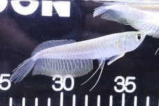 画像3: 【淡水魚】【通販】ホワイトタイプ？ シルバーアロワナ【1匹 サンプル画像】(±8-10cm)(大型魚)(生体)(熱帯魚)NKO (3)