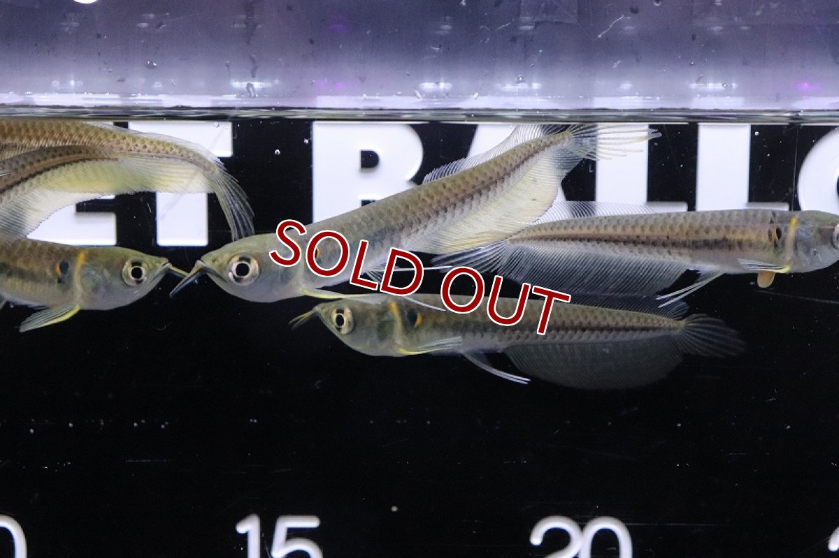 画像2: 【淡水魚】【通販】シルバーアロワナ コロンビア産 ワイルド【1匹 サンプル画像】(±8-10cm)(大型魚)(生体)(熱帯魚)NKO (2)