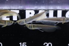 画像2: 【淡水魚】【通販】特価 シルバーアロワナ ワイルド【1匹 サンプル画像】(±6-7cm)(大型魚)(生体)(熱帯魚)NKO (2)