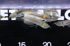 画像3: 【淡水魚】【通販】特価 シルバーアロワナ ワイルド【1匹 サンプル画像】(±6-7cm)(大型魚)(生体)(熱帯魚)NKO (3)