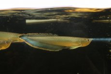 画像1: 【淡水魚】【通販】レア種 ブルーブラックアロワナ ネグロ産 ワイルド【1匹 サンプル画像】(±18-22cm)(大型魚)(生体)(熱帯魚)NKO (1)