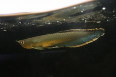 画像2: 【淡水魚】【通販】レア種 ブルーブラックアロワナ ネグロ産 ワイルド【1匹 サンプル画像】(±18-22cm)(大型魚)(生体)(熱帯魚)NKO (2)