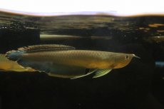 画像3: 【淡水魚】【通販】レア種 ブルーブラックアロワナ ネグロ産 ワイルド【1匹 サンプル画像】(±18-22cm)(大型魚)(生体)(熱帯魚)NKO (3)