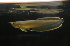 画像4: 【淡水魚】【通販】レア種 ブルーブラックアロワナ ネグロ産 ワイルド【1匹 サンプル画像】(±18-22cm)(大型魚)(生体)(熱帯魚)NKO (4)