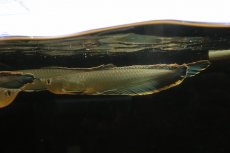 画像5: 【淡水魚】【通販】レア種 ブルーブラックアロワナ ネグロ産 ワイルド【1匹 サンプル画像】(±18-22cm)(大型魚)(生体)(熱帯魚)NKO (5)