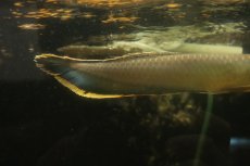 画像6: 【淡水魚】【通販】レア種 ブルーブラックアロワナ ネグロ産 ワイルド【1匹 サンプル画像】(±18-22cm)(大型魚)(生体)(熱帯魚)NKO (6)