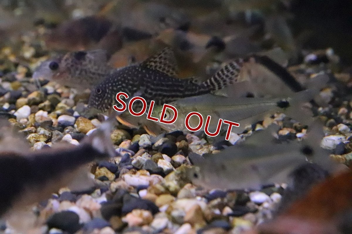 画像2: 【淡水魚】レア種 ガレオカラックッスspペルー ワイルド【1匹】（生体）(カラシン)（熱帯魚）NKO (2)