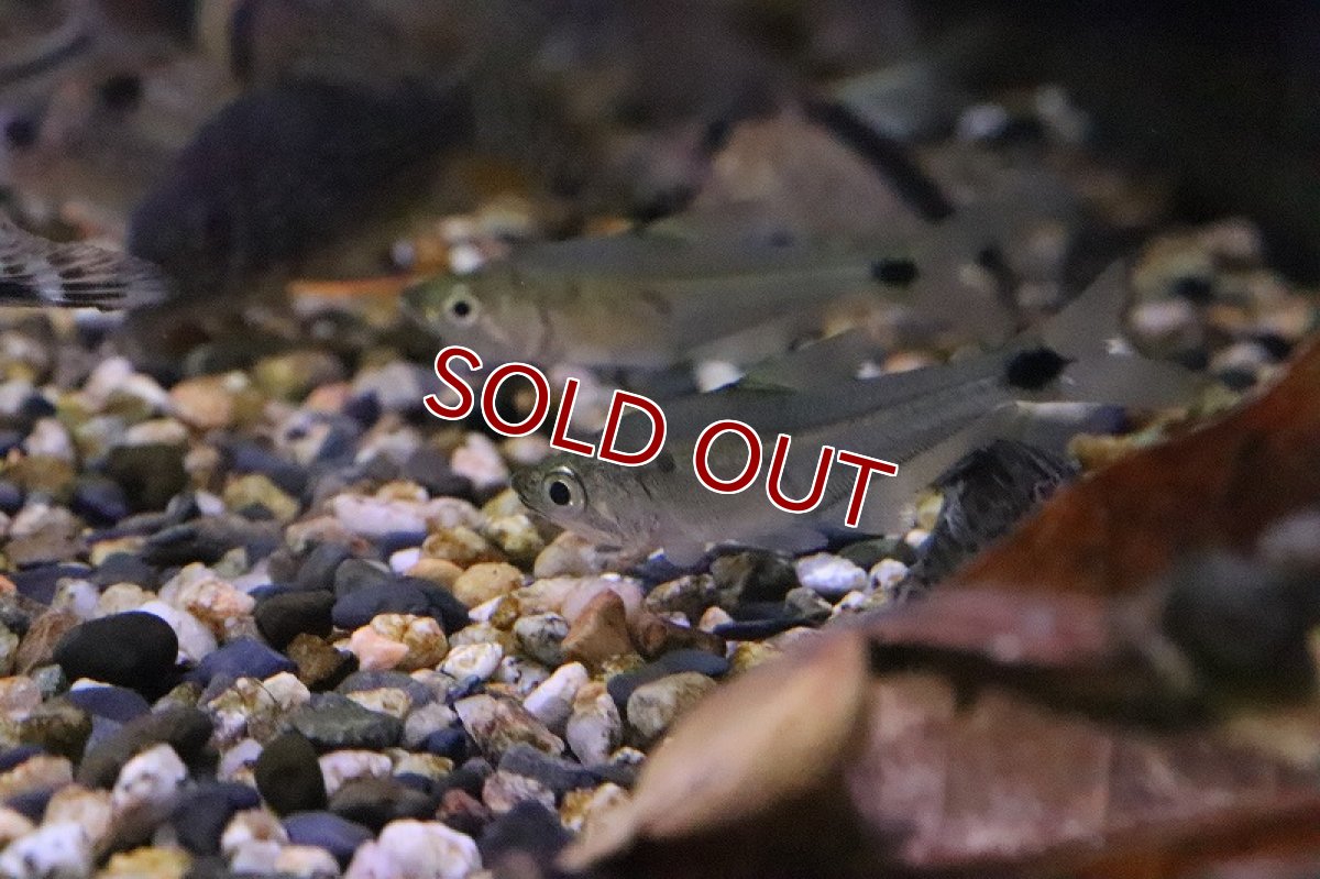 画像3: 【淡水魚】レア種 ガレオカラックッスspペルー ワイルド【1匹】（生体）(カラシン)（熱帯魚）NKO (3)