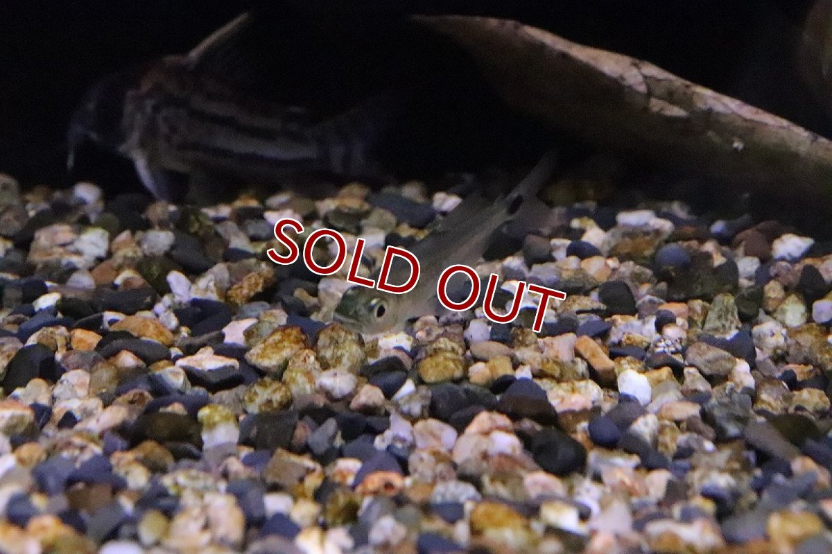 画像4: 【淡水魚】レア種 ガレオカラックッスspペルー ワイルド【1匹】（生体）(カラシン)（熱帯魚）NKO (4)