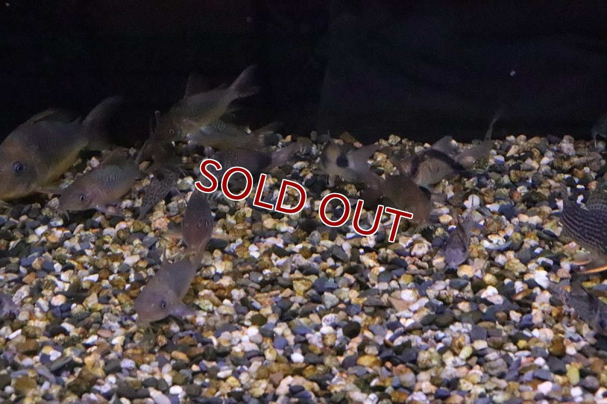 画像5: 【淡水魚】レア種 ガレオカラックッスspペルー ワイルド【1匹】（生体）(カラシン)（熱帯魚）NKO (5)