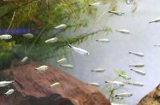 画像1: 【淡水魚】【通販】ゴールデンテトラ ワイルド【1匹 サンプル画像】（テトラ）（生体）（淡水）NKIK (1)