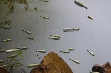 画像2: 【淡水魚】【通販】ゴールデンテトラ ワイルド【1匹 サンプル画像】（テトラ）（生体）（淡水）NKIK (2)