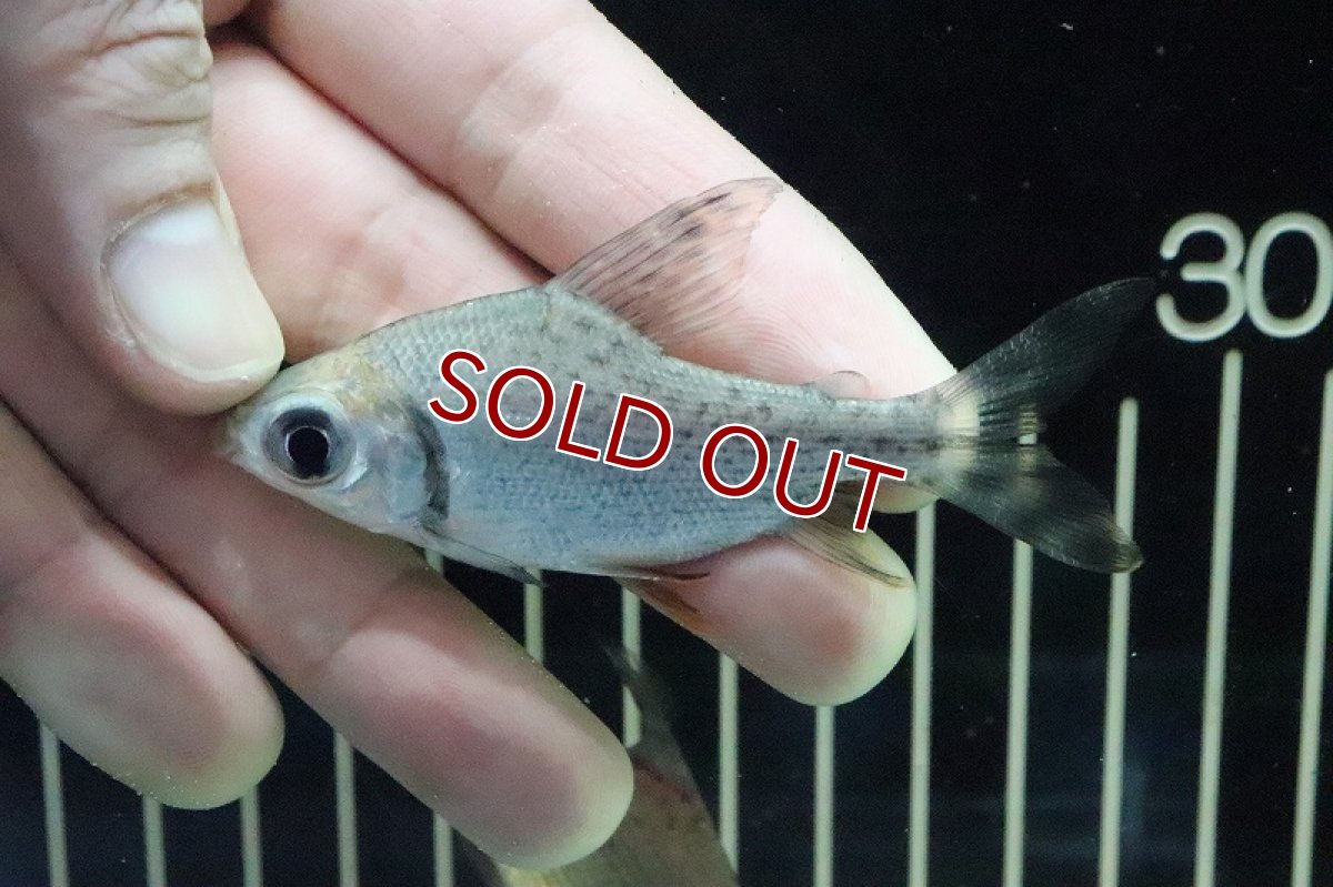 画像2: 【淡水魚】激安大特価 カラープロキロダス ワイルド インシグニス種【１匹】(±7cm)(大型魚)(生体)(熱帯魚)ＮＫＯ (2)