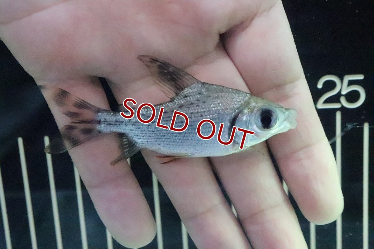 画像3: 【淡水魚】激安大特価 カラープロキロダス ワイルド インシグニス種【１匹】(±7cm)(大型魚)(生体)(熱帯魚)ＮＫＯ (3)