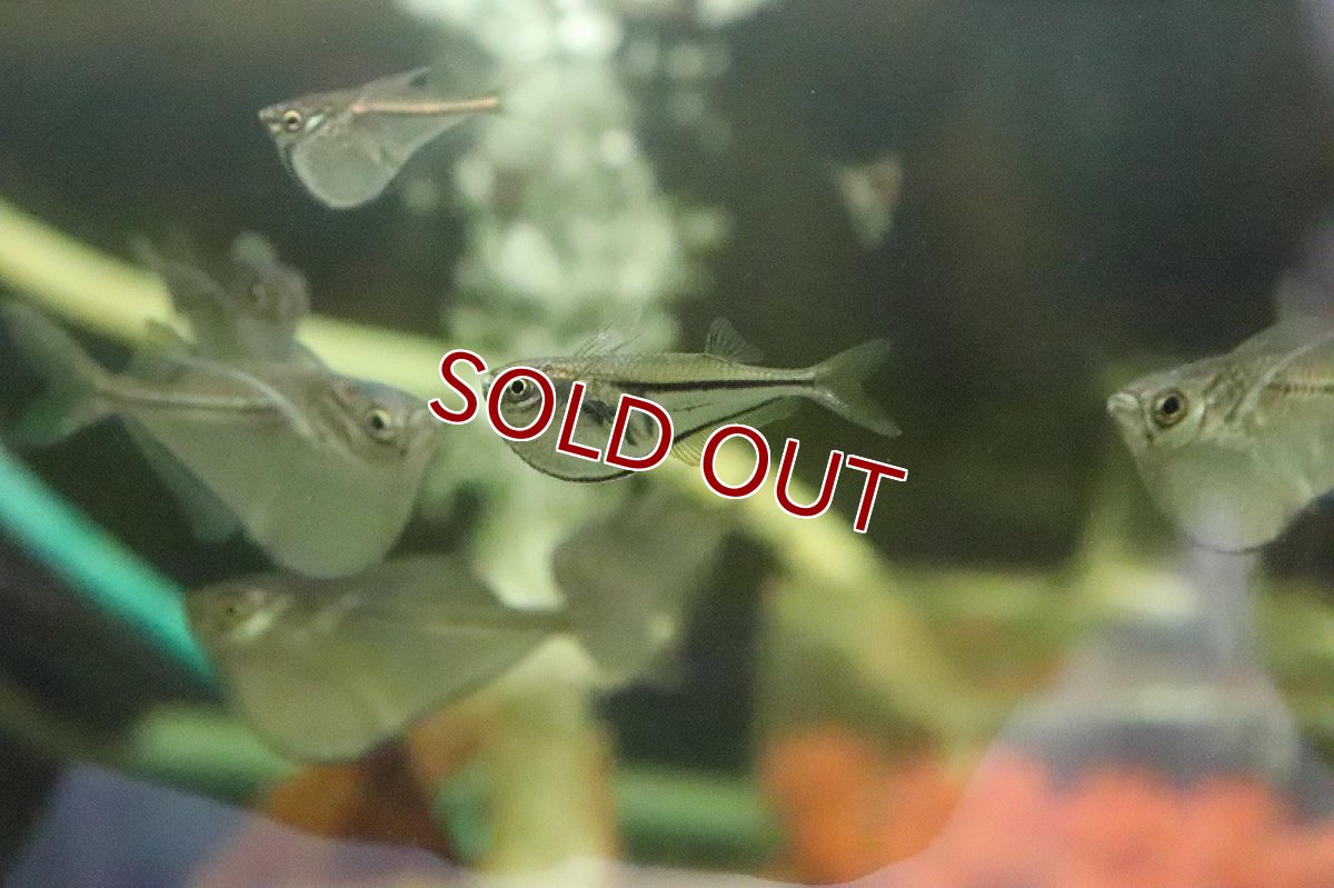 画像2: 【淡水魚】【通販】グラスハチェット1匹 サンプル画像】(カラシン)(生体)(熱帯魚)ＮＫIK (2)