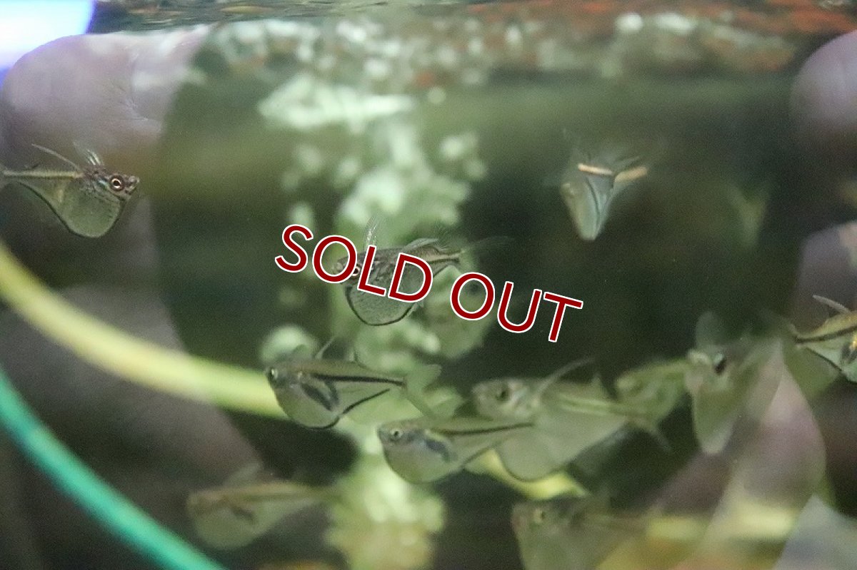 画像2: 【淡水魚】【通販】マーサハチェット【１匹】(カラシン)(生体)(熱帯魚)ＮＫIK (2)