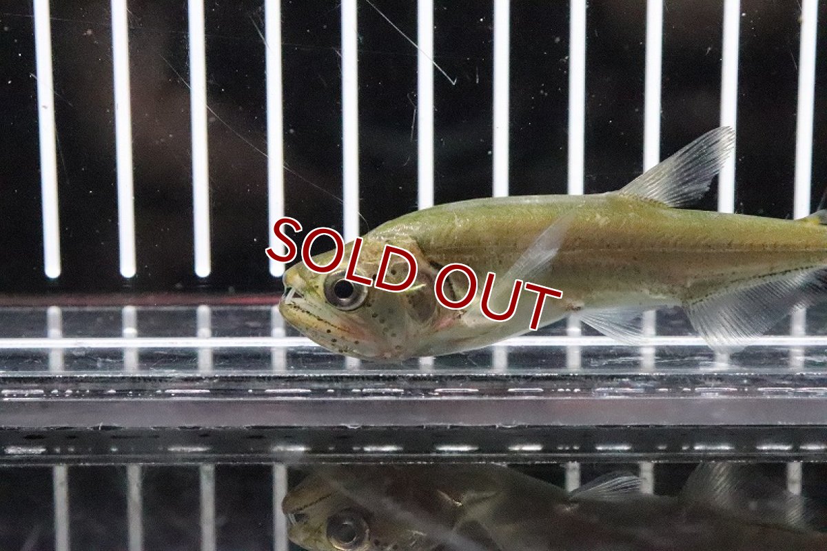 画像2: 【淡水魚】超大特価 アルマータスカショーロ ワイルド【１匹】(±8cm)(大型魚)(生体)(淡水)NKO (2)