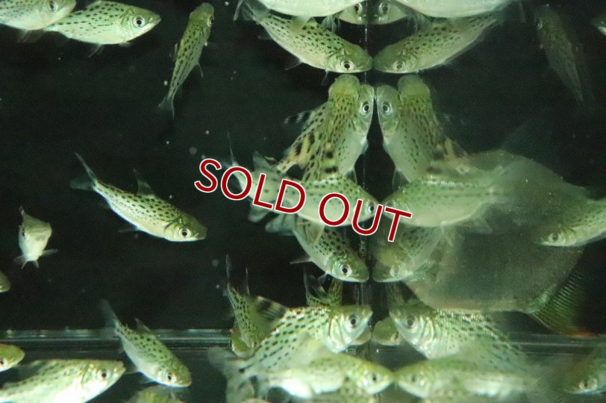 画像2: 【淡水魚】【通販】大特価 カラープロキロダス【1匹 サンプル画像】(±4cm)(大型魚)(生体)(淡水)NKO (2)