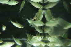 画像2: 【淡水魚】【通販】大特価 カラープロキロダス【1匹 サンプル画像】(±4cm)(大型魚)(生体)(淡水)NKO (2)