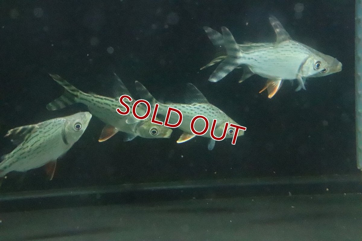 画像2: 【淡水魚】【通販】特価 カラープロキロダス【1匹 サンプル画像】(±5-6cm)(大型魚)(生体)(淡水)NKO (2)