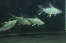 画像2: 【淡水魚】【通販】爆安 超大特価 カラープロキロダス【1匹 サンプル画像】(±5-6cm)(大型魚)(生体)(淡水)NKO (2)