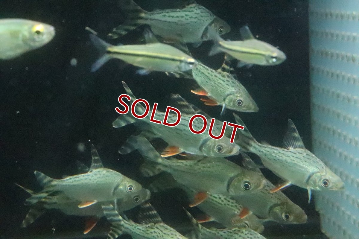 画像3: 【淡水魚】【通販】特価 カラープロキロダス【1匹 サンプル画像】(±5-6cm)(大型魚)(生体)(淡水)NKO (3)