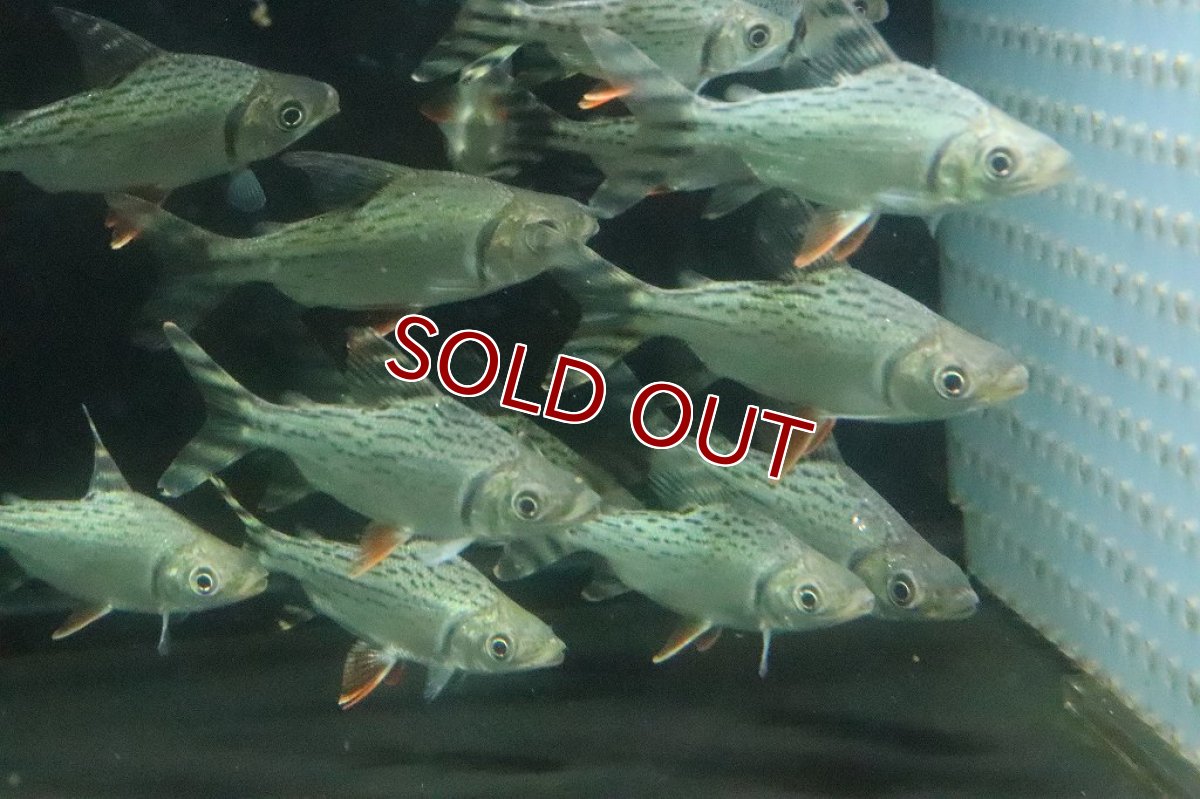 画像4: 【淡水魚】【通販】特価 カラープロキロダス【1匹 サンプル画像】(±5-6cm)(大型魚)(生体)(淡水)NKO (4)