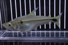 画像1: 【淡水魚】【通販】大きめ レア種 ガレオカラックスペルー ワイルド【１匹】(±10-11cm)(大型魚)(生体)(淡水)NKO (1)