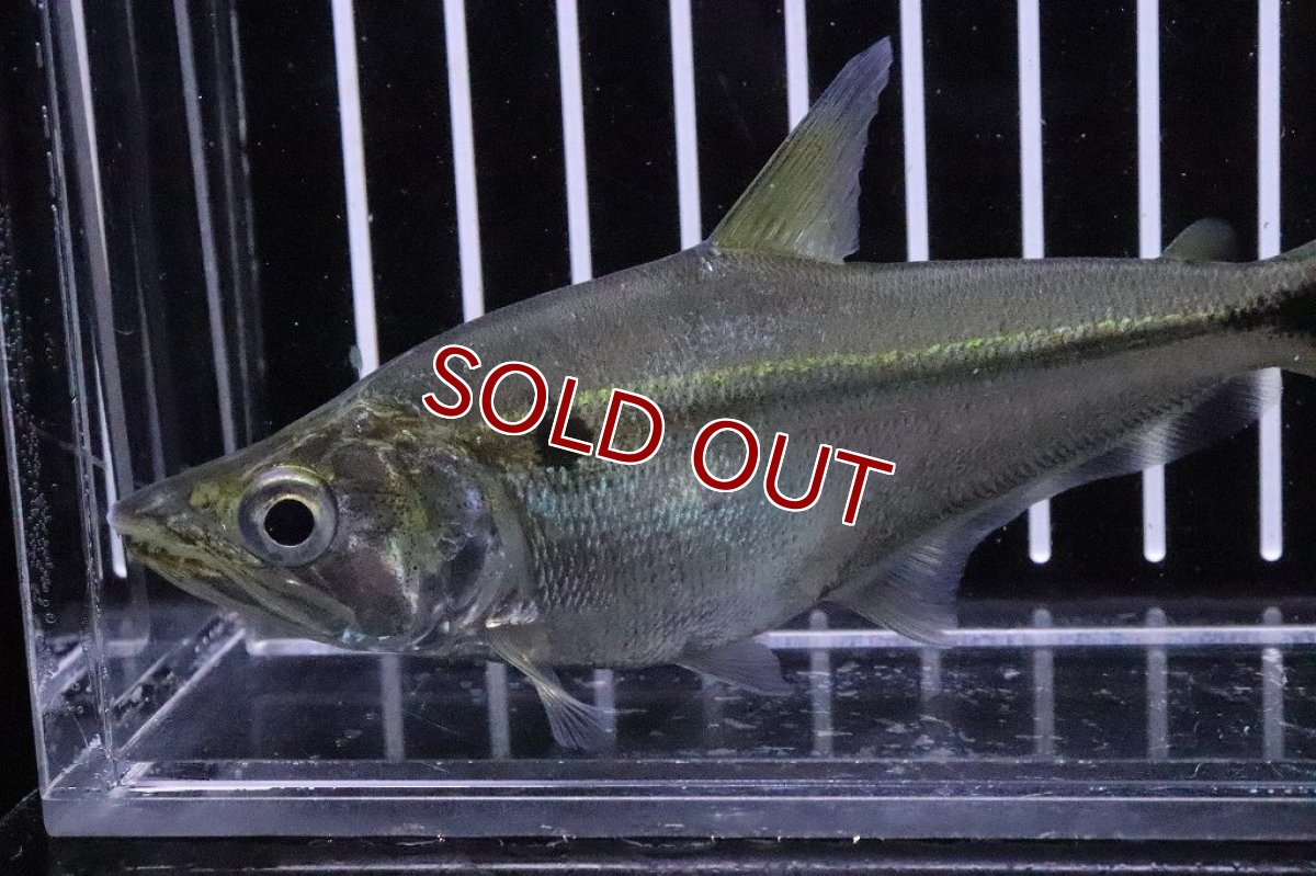 画像2: 【淡水魚】大きめ レア種 ガレオカラックスペルー ワイルド【１匹】(±10-11cm)(大型魚)(生体)(淡水)NKO (2)