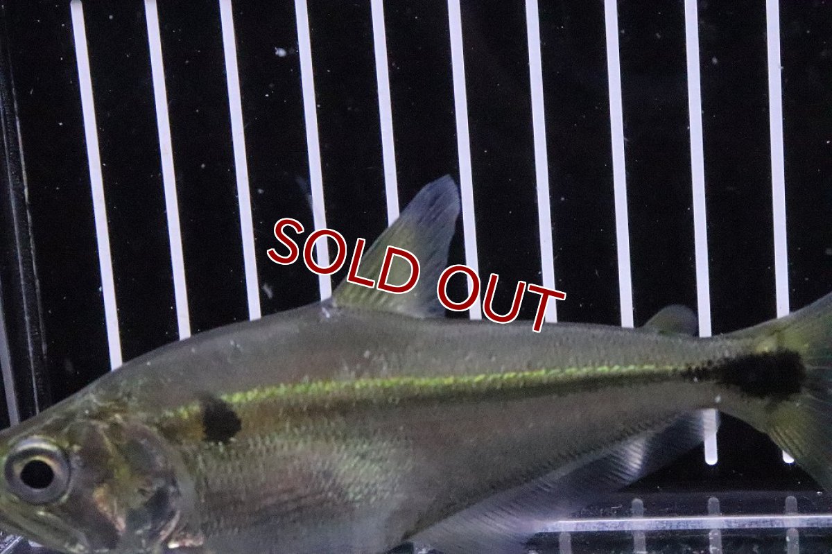 画像3: 【淡水魚】大きめ レア種 ガレオカラックスペルー ワイルド【１匹】(±10-11cm)(大型魚)(生体)(淡水)NKO (3)