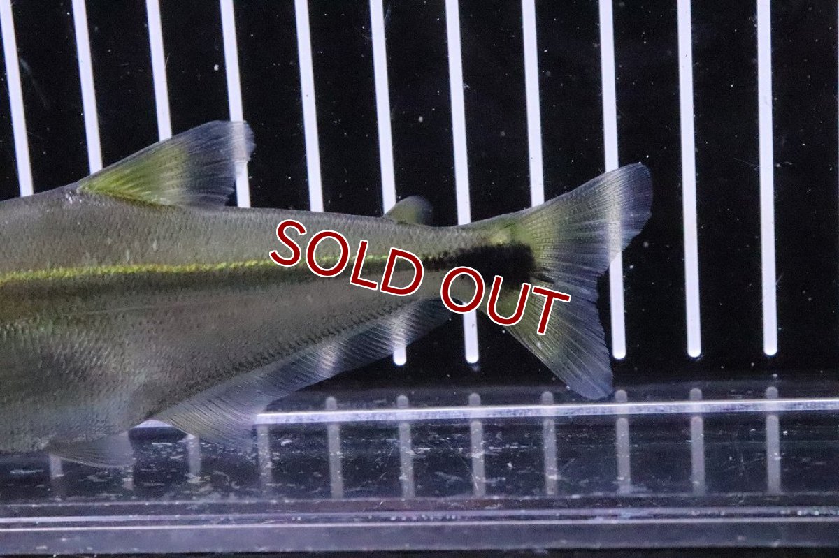 画像4: 【淡水魚】大きめ レア種 ガレオカラックスペルー ワイルド【１匹】(±10-11cm)(大型魚)(生体)(淡水)NKO (4)