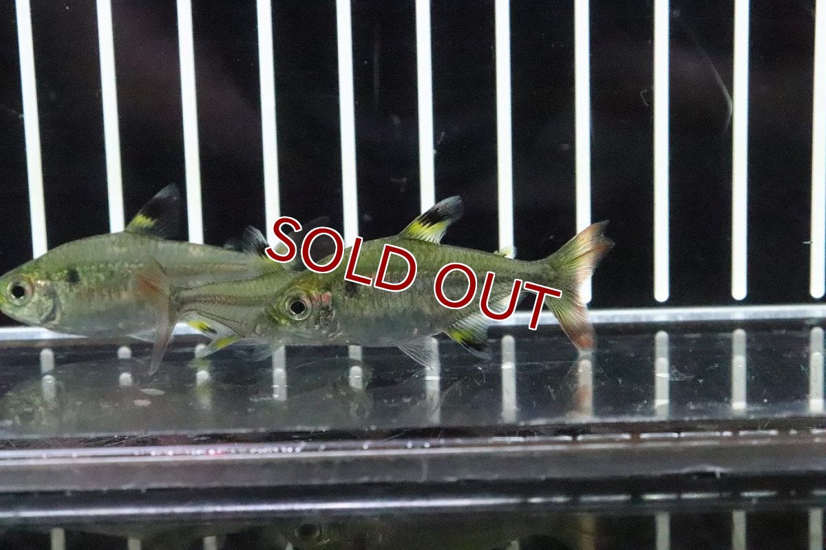 画像2: 【淡水魚】爆安 変わり種 フォークテールプリステラ【1匹 サンプル画像】(テトラ)（生体）（熱帯魚）NKＩＫ (2)