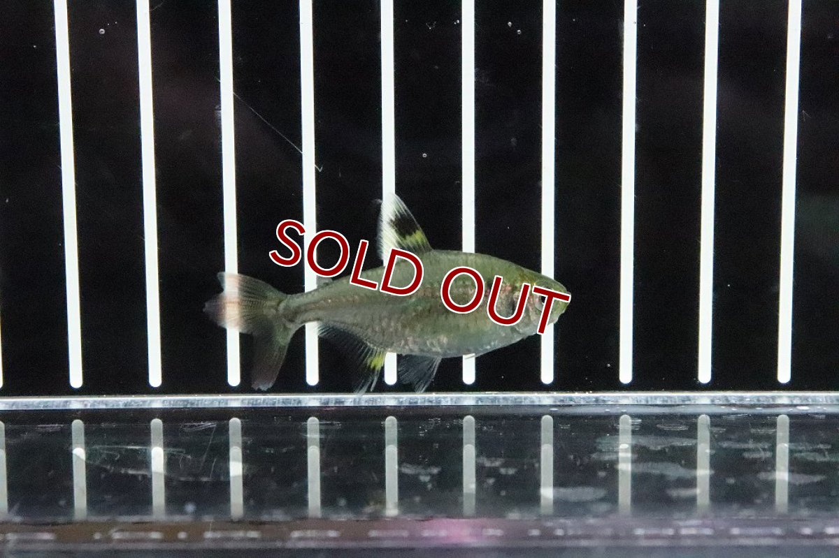 画像3: 【淡水魚】爆安 変わり種 フォークテールプリステラ【1匹 サンプル画像】(テトラ)（生体）（熱帯魚）NKＩＫ (3)