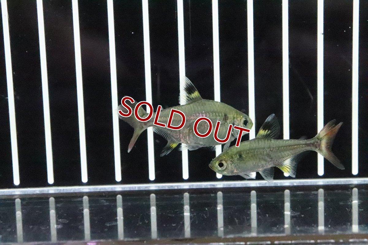 画像4: 【淡水魚】爆安 変わり種 フォークテールプリステラ【1匹 サンプル画像】(テトラ)（生体）（熱帯魚）NKＩＫ (4)