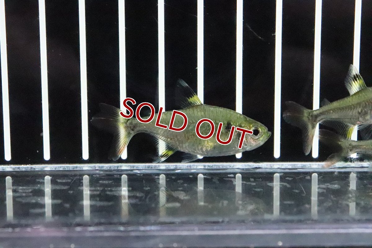 画像5: 【淡水魚】爆安 変わり種 フォークテールプリステラ【1匹 サンプル画像】(テトラ)（生体）（熱帯魚）NKＩＫ (5)