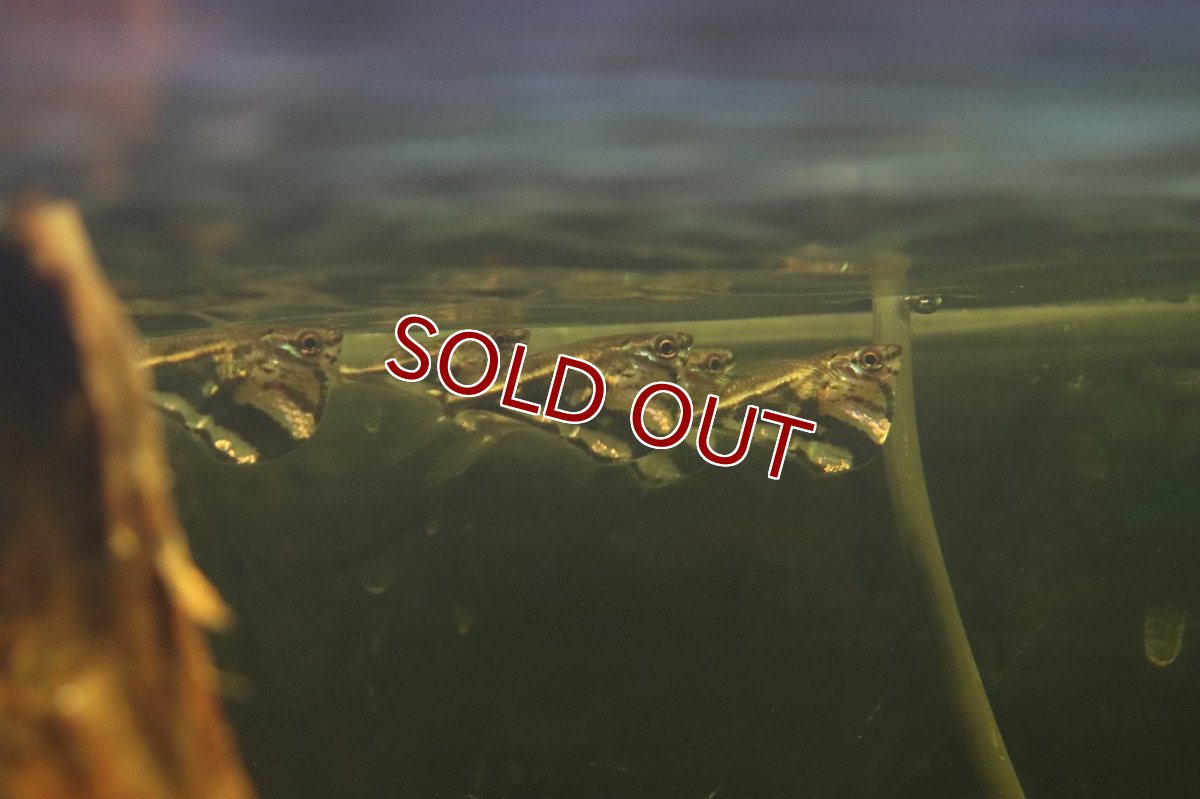 画像2: 【淡水魚】ブラジル便 レア種 マーブルハチェット マニスワ産 ワイルド【1匹 サンプル画像販売】(カラシン)（生体）（熱帯魚）NKＣＫ (2)