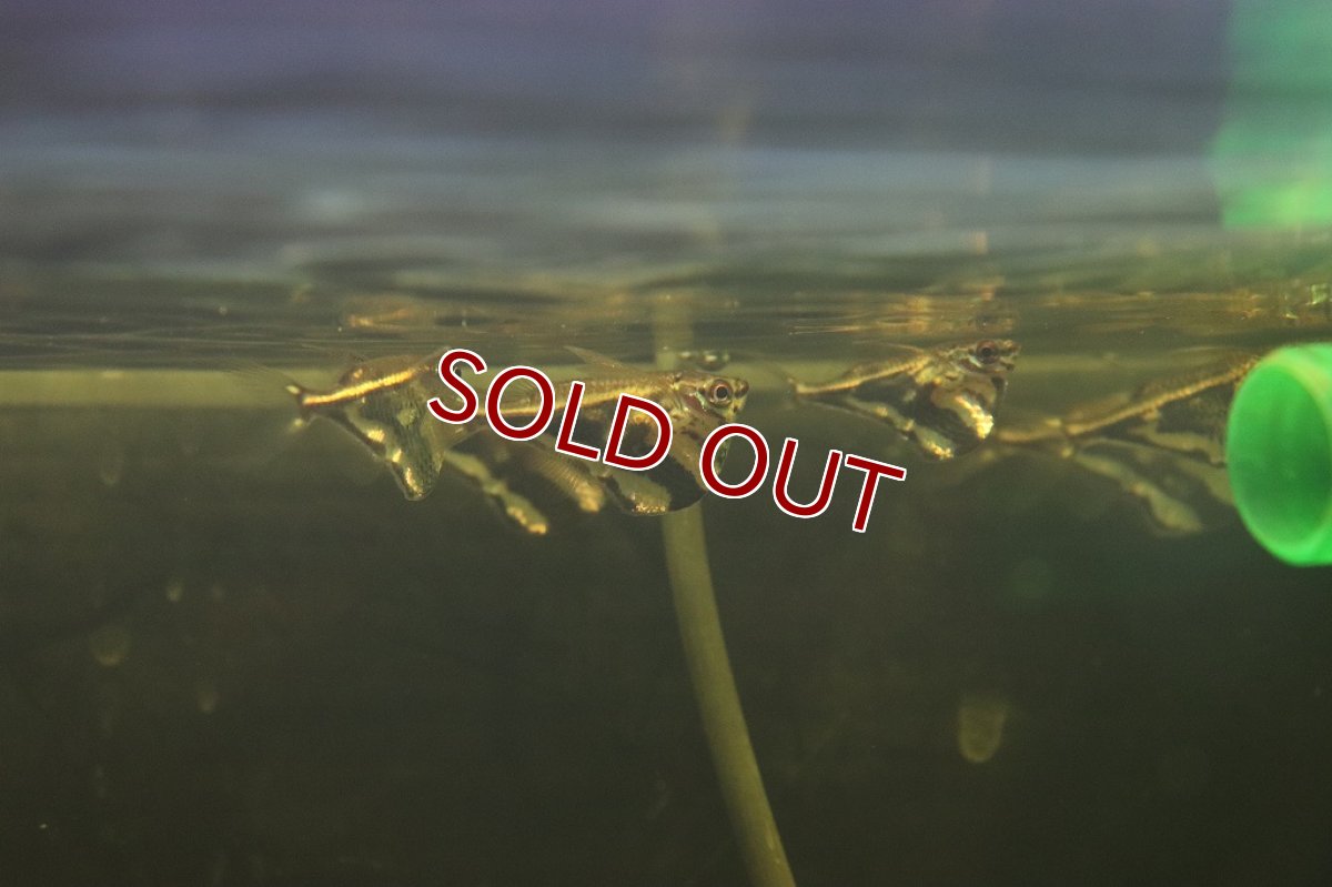 画像3: 【淡水魚】ブラジル便 レア種 マーブルハチェット マニスワ産 ワイルド【1匹 サンプル画像販売】(カラシン)（生体）（熱帯魚）NKＣＫ (3)